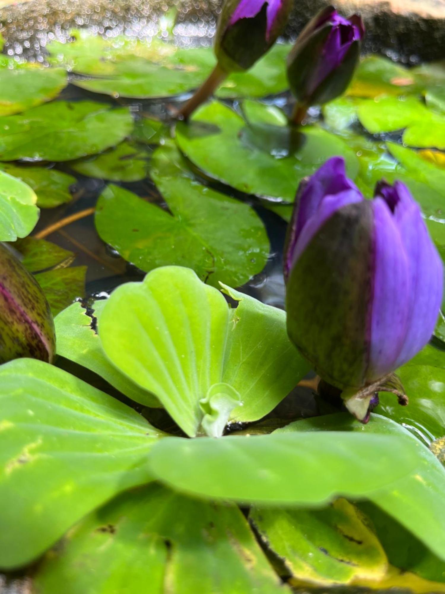 Green House Resort Sigiriya Dış mekan fotoğraf